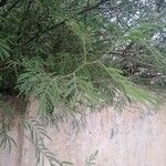 Acacia berlandieri Fruto