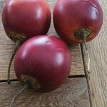 Solanum betaceum Fruit