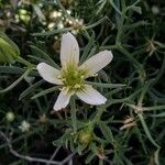 Peganum harmala Flower