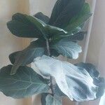 Ficus lyrata Blatt