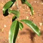 Ximenia caffra Лист