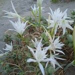 Pancratium maritimum L. Flower
