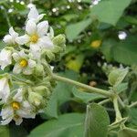 Solanum abutiloides