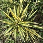 Yucca flaccida Hábitos