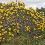 Leucospermum cordifolium Habit