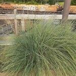 Muhlenbergia lindheimeri Levél