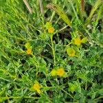 Euphorbia spinosa ᱥᱟᱠᱟᱢ