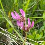 Trifolium alpinumफूल