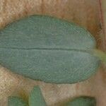 Euphorbia prostrata Leaf