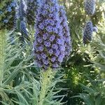 Echium candicansЦветок