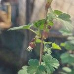 Ribes divaricatum Flor