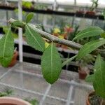 Commiphora africana ഇല