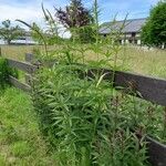 Veronicastrum virginicum Elinympäristö