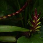 Tillandsia leiboldianaপাতা