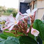 Plumeria obtusaBlodyn