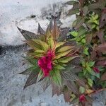 Celosia elegantissimaFrunză