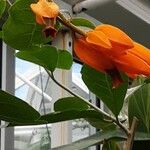 Juanulloa mexicana Flor