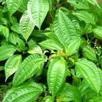 Pilea melastomoides Leaf