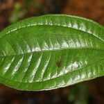 Henriettea duckeana Leaf