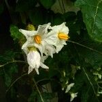 Solanum carolinense Λουλούδι