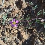 Fagonia creticaFlower