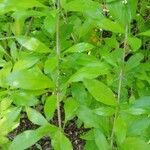 Populus deltoides Blad