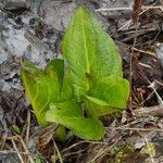 Symplocarpus foetidus Hoja