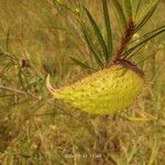 Gomphocarpus fruticosus Fruit