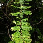 Metasequoia glyptostroboides পাতা