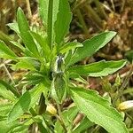 Viola arvensis Blatt