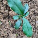 Garcinia mangostana Leaf