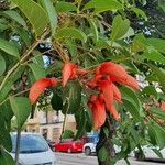 Erythrina fusca Кветка