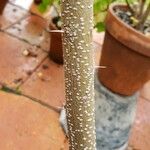 Vachellia farnesiana 樹皮