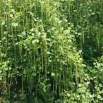 Itea ilicifolia Агульны выгляд