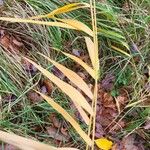 Phragmites australis Levél