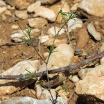 Sabulina tenuifolia Yeri