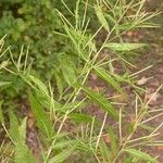 Epilobium coloratum Habit