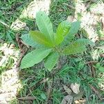 Anacardium excelsum Folha