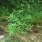 Asparagus densiflorus Leaf