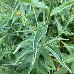 Sisymbrium strictissimum Blad