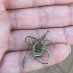 Tillandsia usneoidesFeuille