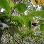 Cotoneaster bullatusFroito