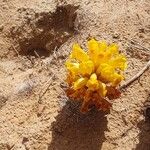 Cistanche phelypaea Blüte