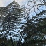 Cyathea arborea Hoja