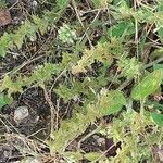 Veronica officinalis Leaf