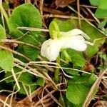 Moneses uniflora Flower