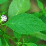 Mimulus alatus Blatt