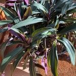 Tradescantia spathacea Folha