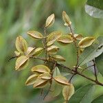 Combretum celastroides Frucht