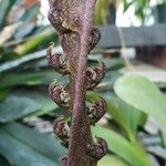 Bulbophyllum purpureorhachis